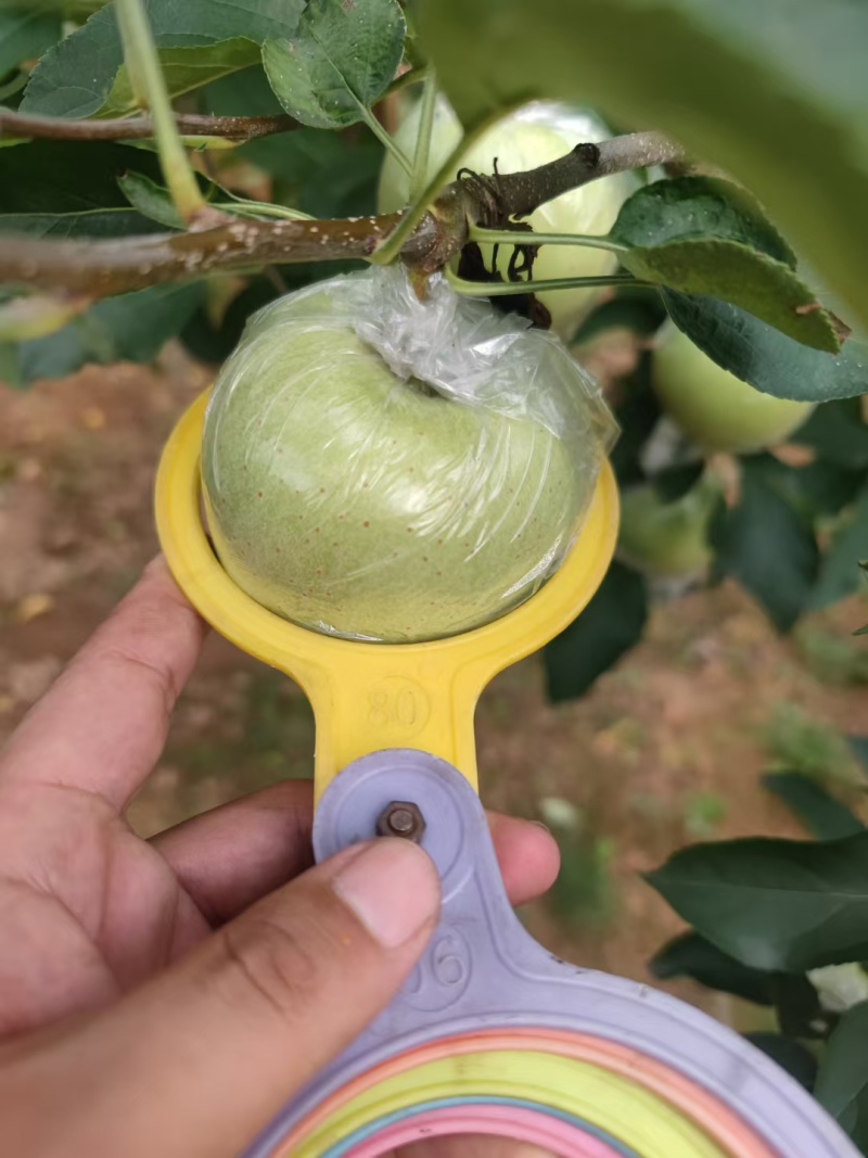 金帅苹果大量现货