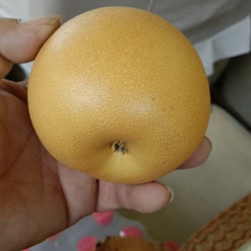 秋月梨大量现货