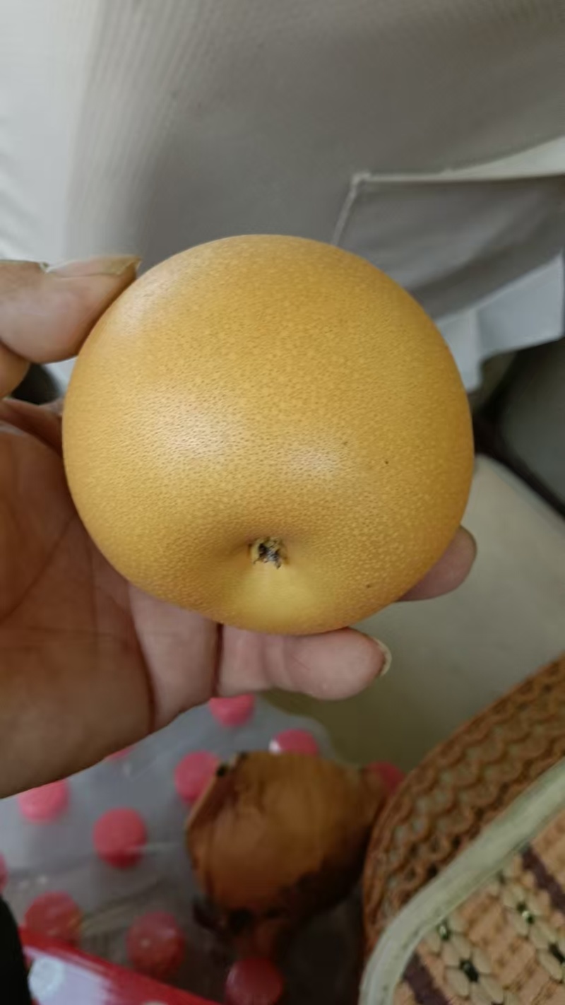 秋月梨大量现货