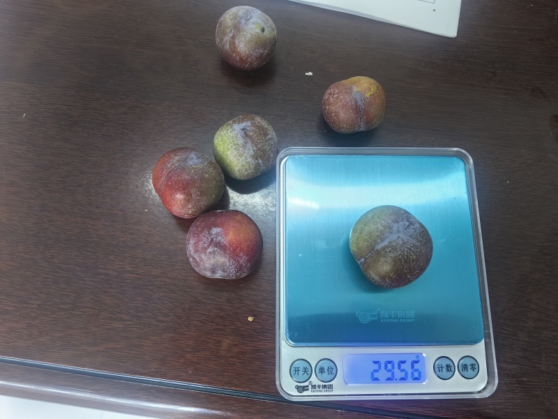 湖北省秭归县泄滩乡桂花坪村4万斤脆红李出售
