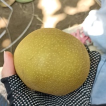 香兰梨
