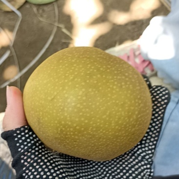 香兰梨