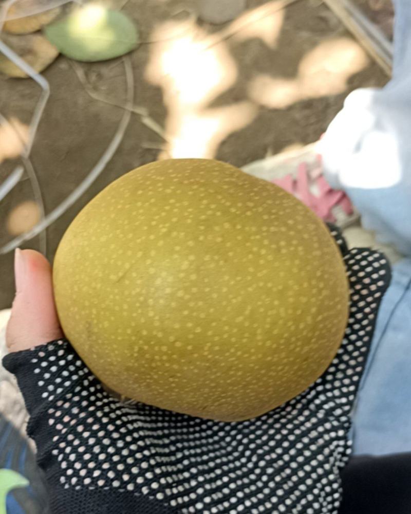 香兰梨