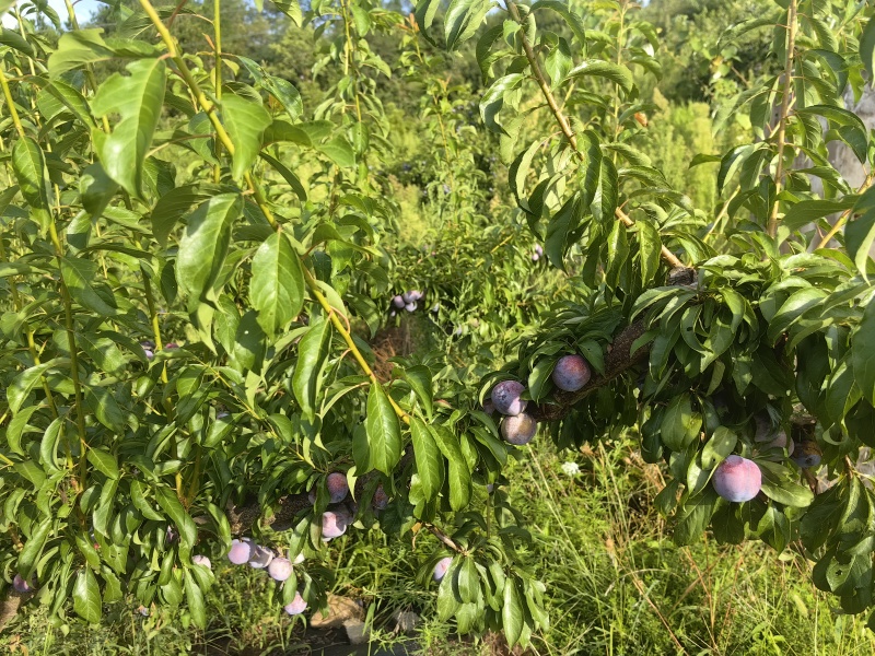 湖北省秭归县泄滩乡桂花坪村4万斤脆红李出售