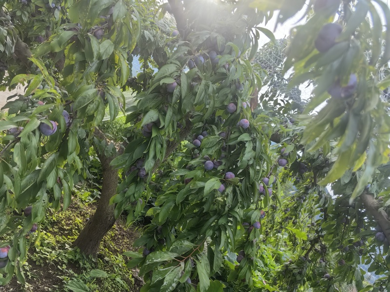 湖北省秭归县泄滩乡桂花坪村4万斤脆红李出售