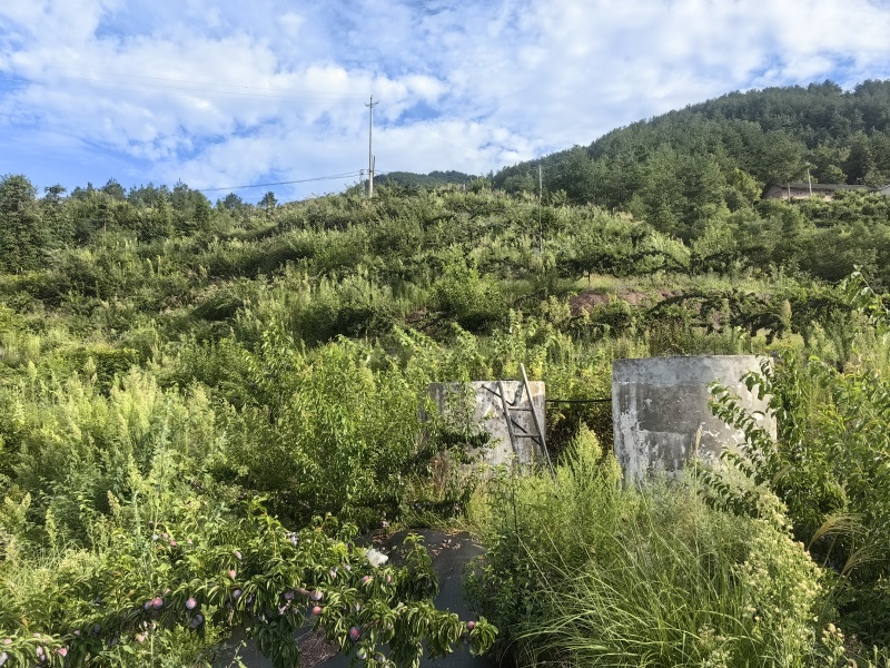 湖北省秭归县泄滩乡桂花坪村4万斤脆红李出售