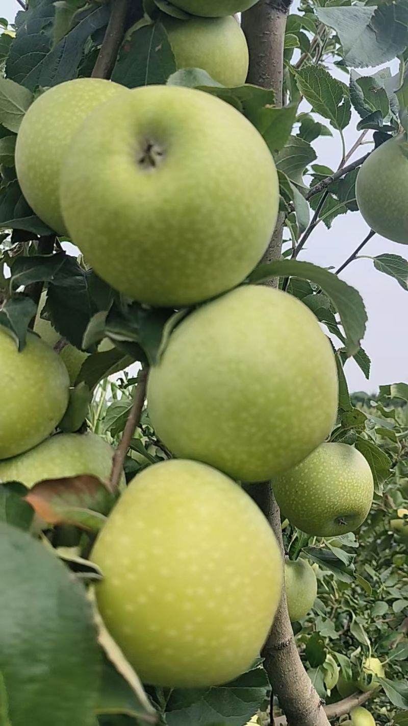 山西秦冠苹果新鲜上市量大从优欢迎采购热卖中一手货源质量好
