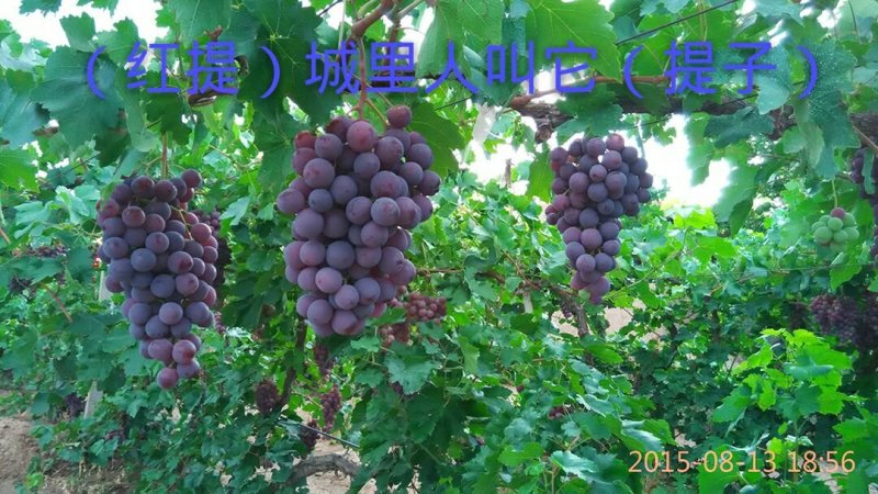 玉泉营葡萄，来自于贺兰山东路北纬37°48