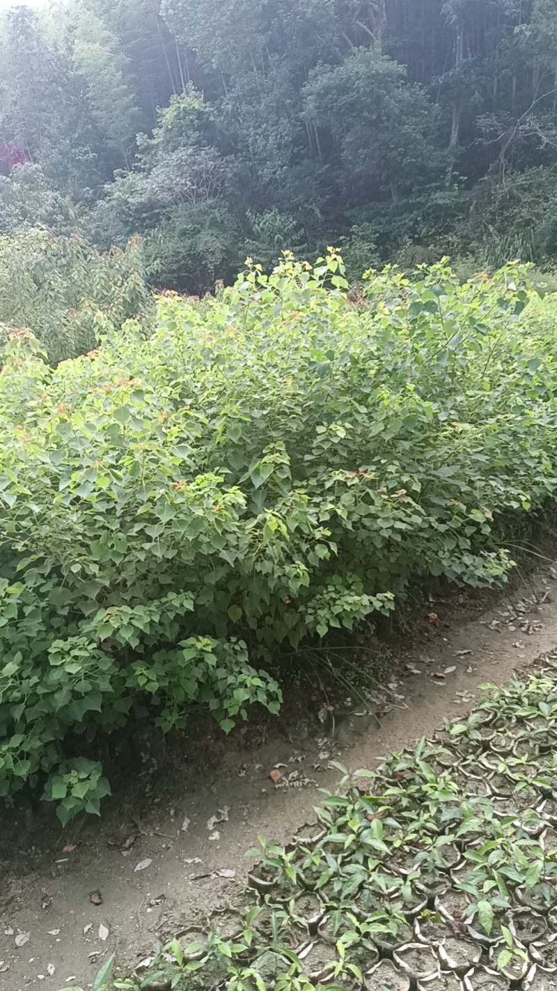 江西乌桕杯苗品质保证常年供应优质好苗对接全国