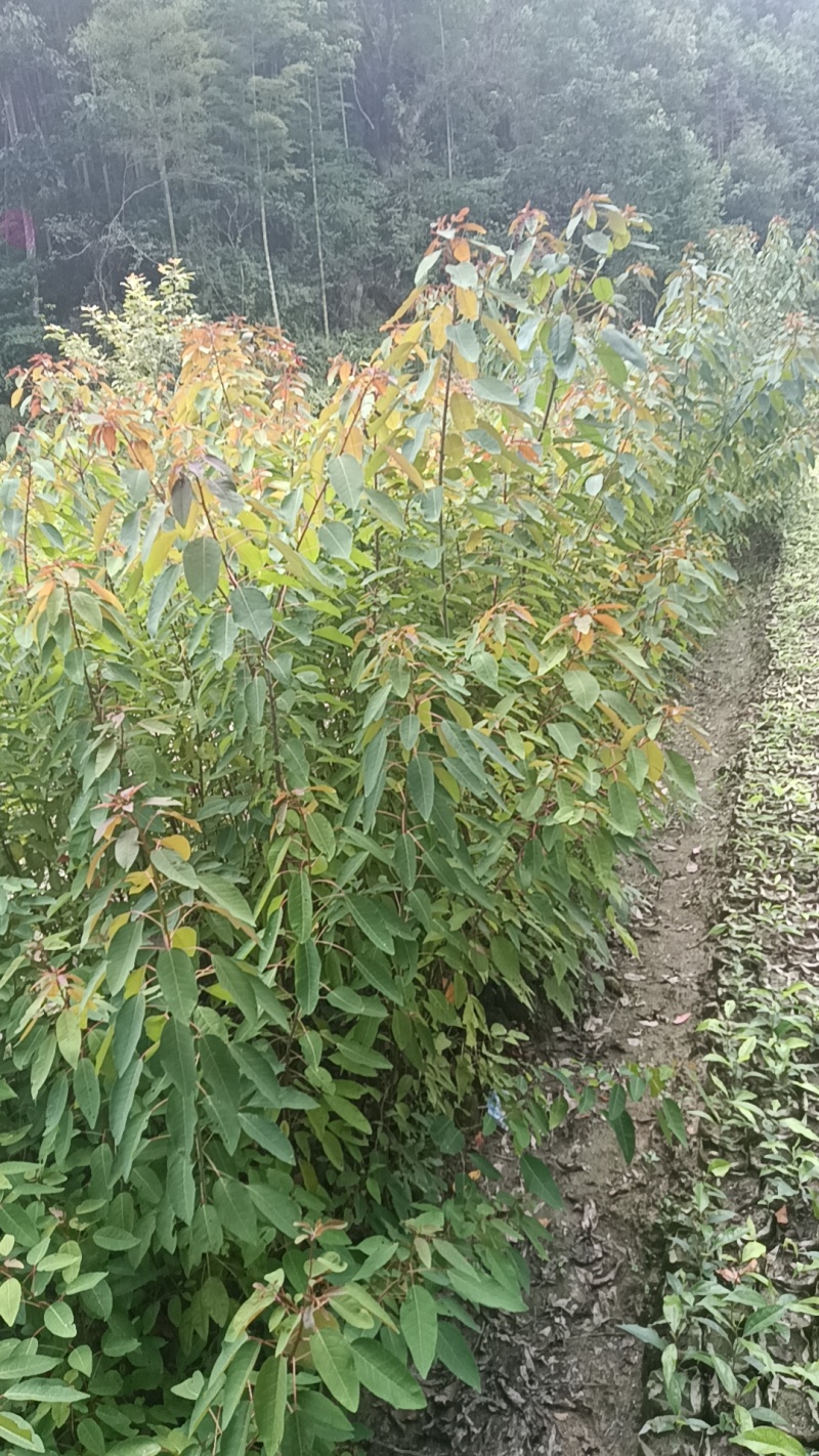 江西乌桕杯苗品质保证常年供应优质好苗对接全国