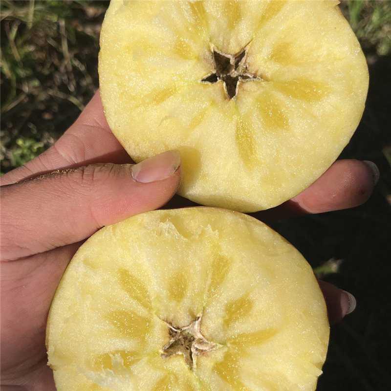 昭通苹果基地种植货源充足保质保量欢迎随时联系