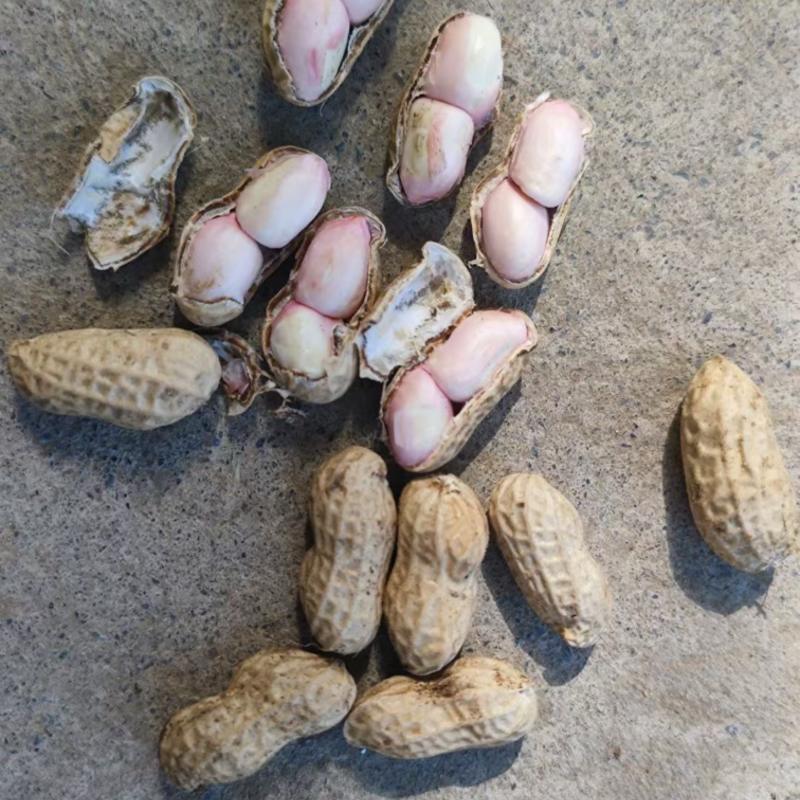 精品小白沙鲜花生白沙系列花生，籽粒饱满代发全国各地