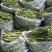 豆王架豆王豆角大量上市寻求长期合作