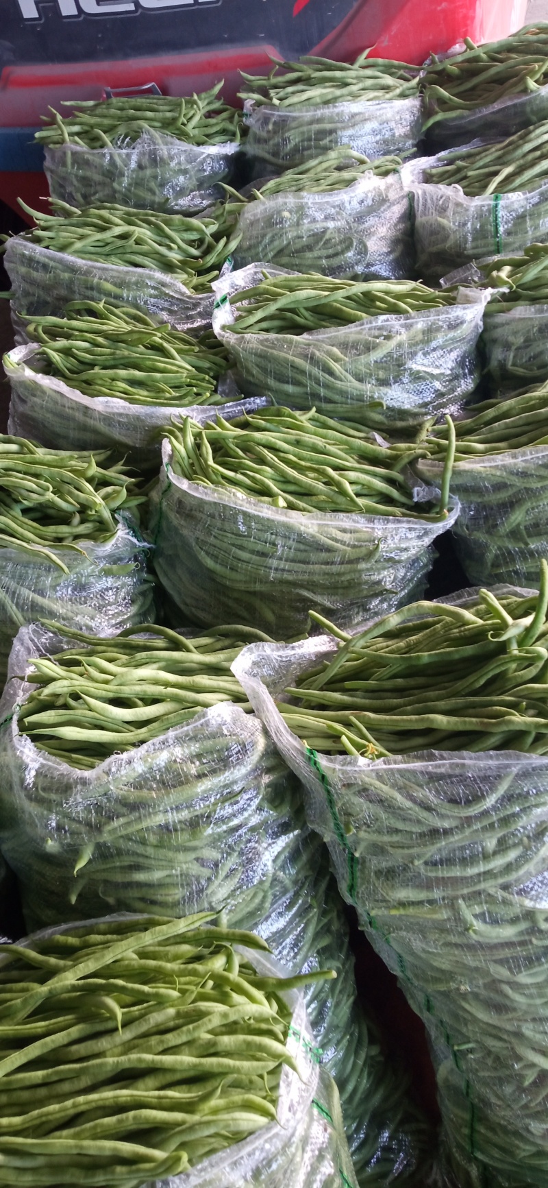 豆王架豆王豆角大量上市寻求长期合作