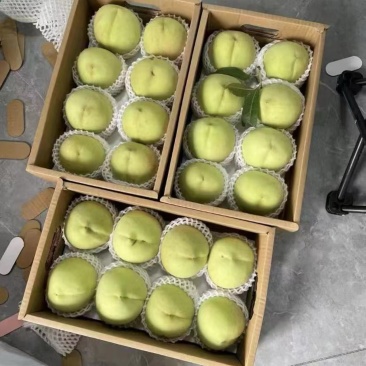 青脆桃（大青桃）江苏东海产区