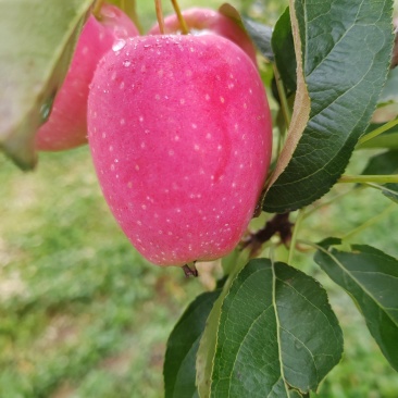 鸡心果