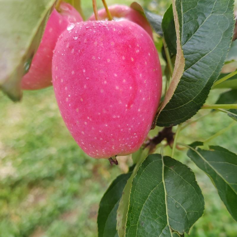 鸡心果