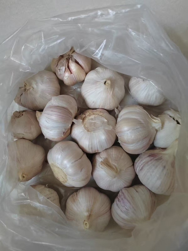 山东金乡精品紫皮大蒜