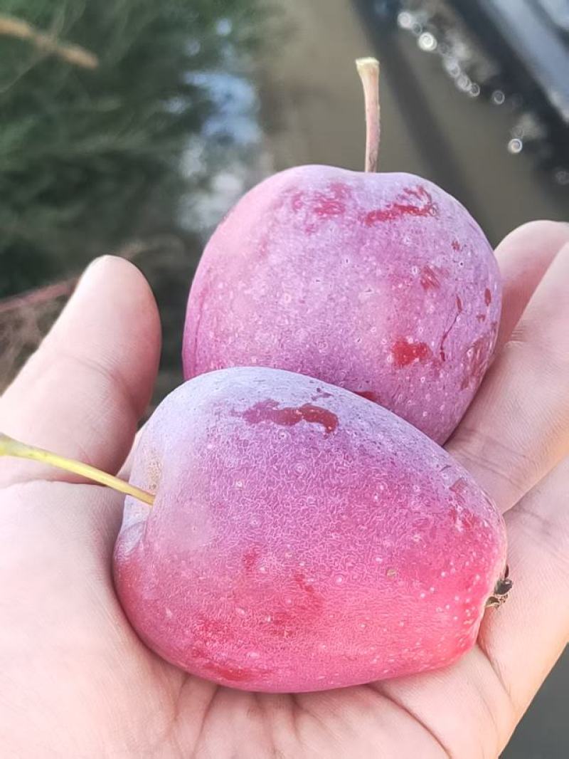 【热卖】海棠果，辽宁鸡心果产地直销，量大从优，可视频看货