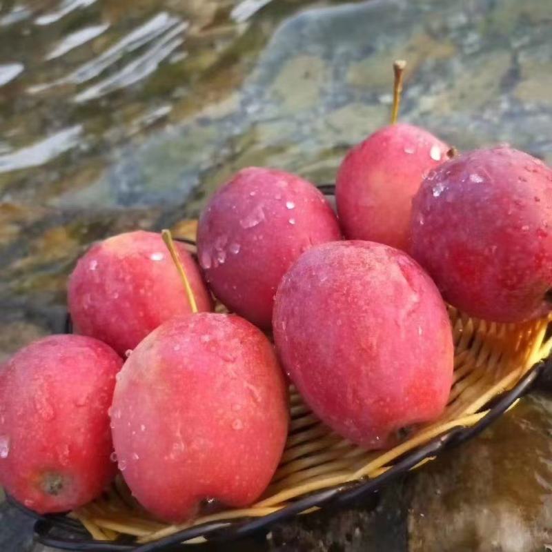 【热卖】海棠果，辽宁鸡心果产地直销，量大从优，可视频看货