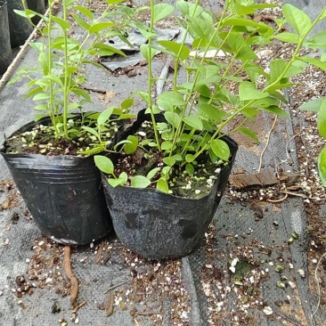 大果11蓝莓苗组培品种保真质量保证基地常年大量现货