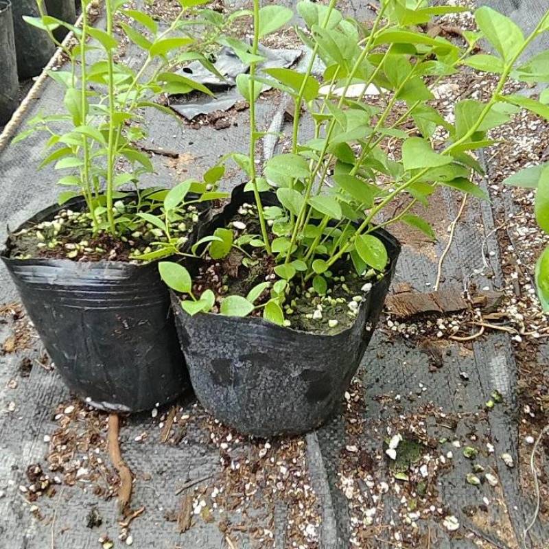 大果11蓝莓苗组培品种保真质量保证基地常年大量现货