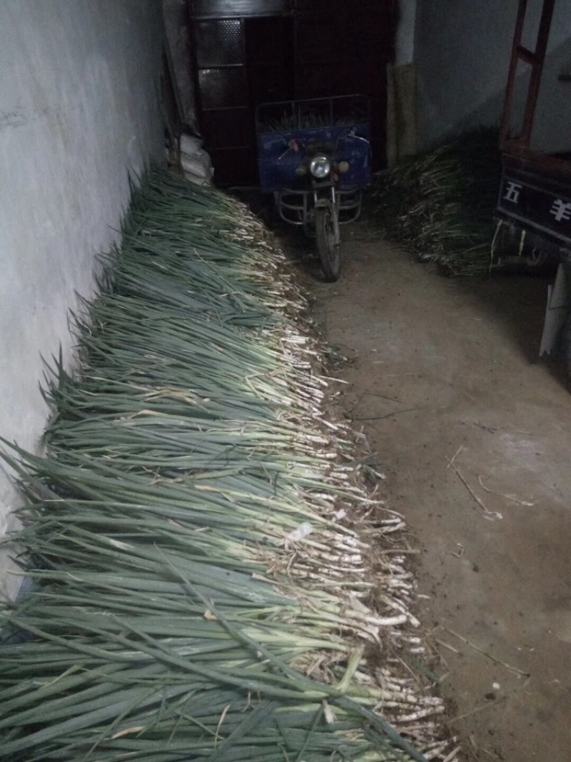 四季小香葱小分葱