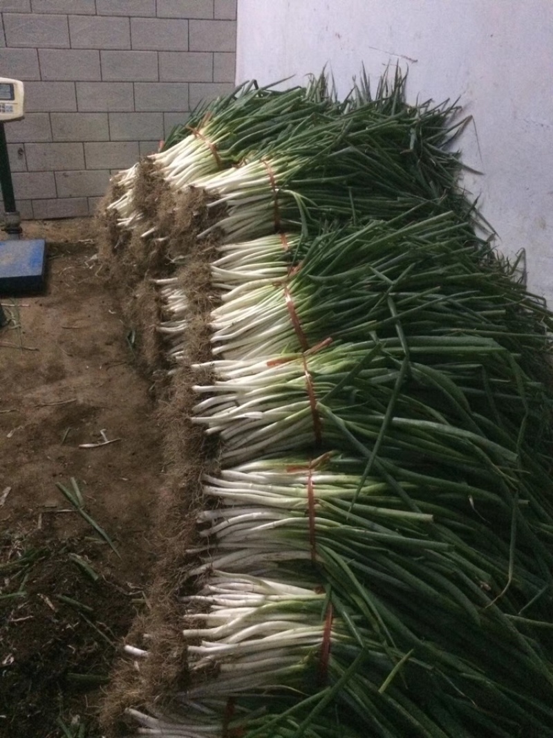四季小香葱小分葱