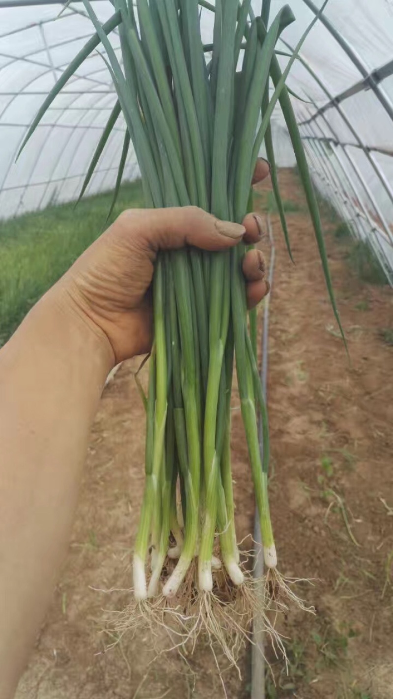 四季小香葱小分葱