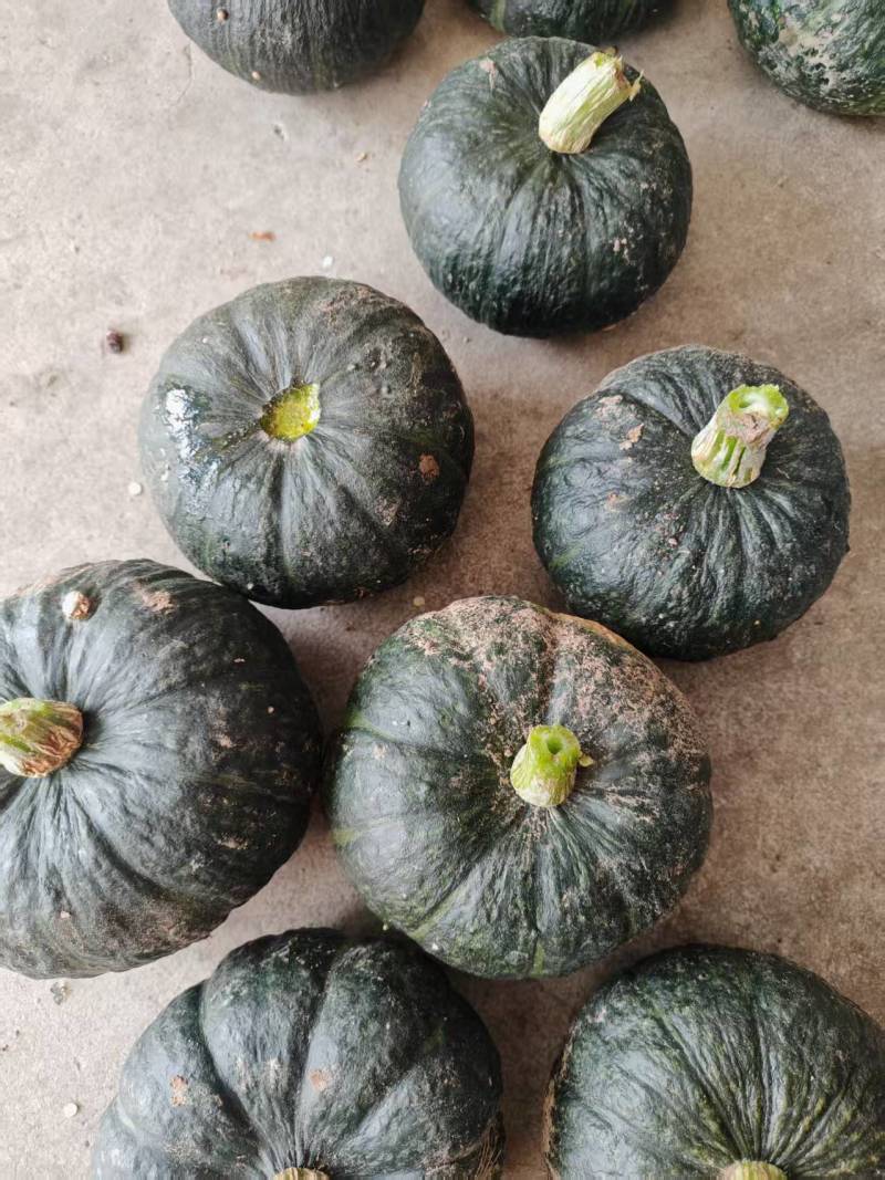 贝贝南瓜，小南瓜，河北南瓜，阳原南瓜，蔚县南瓜张家口南瓜