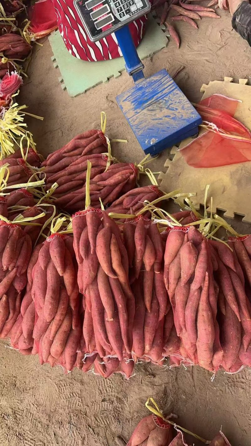龙薯九号，2-4两，每天现货供应，支持各种包装