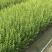 小叶女贞，高度50，80，100厘米，各规格基地常年批发