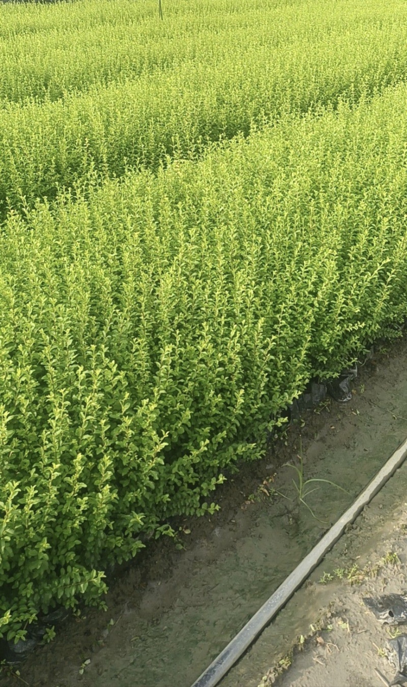 小叶女贞，高度50，80，100厘米，各规格基地常年批发