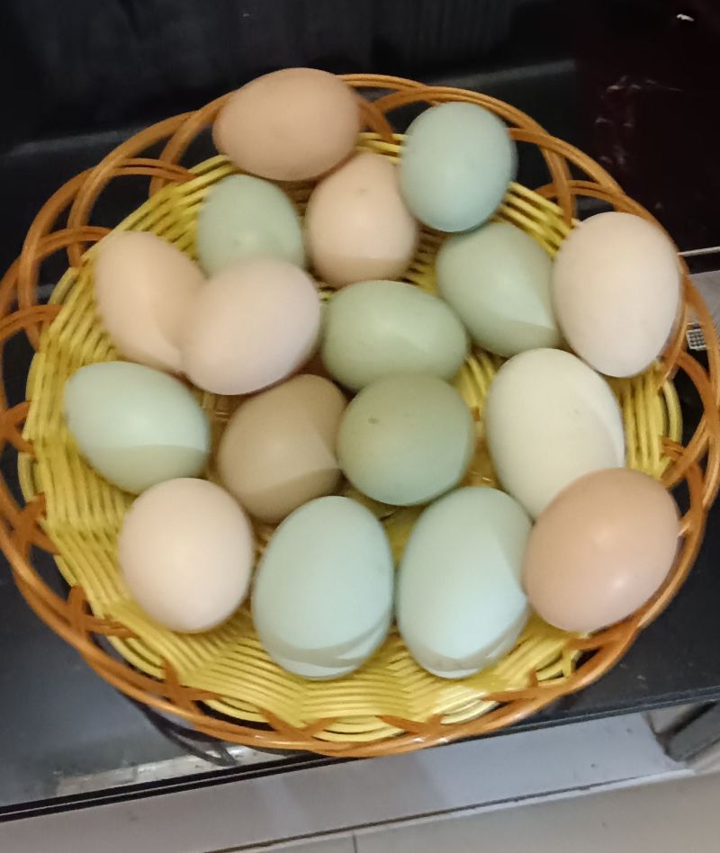 纯粮食喂养五黑鸡蛋
