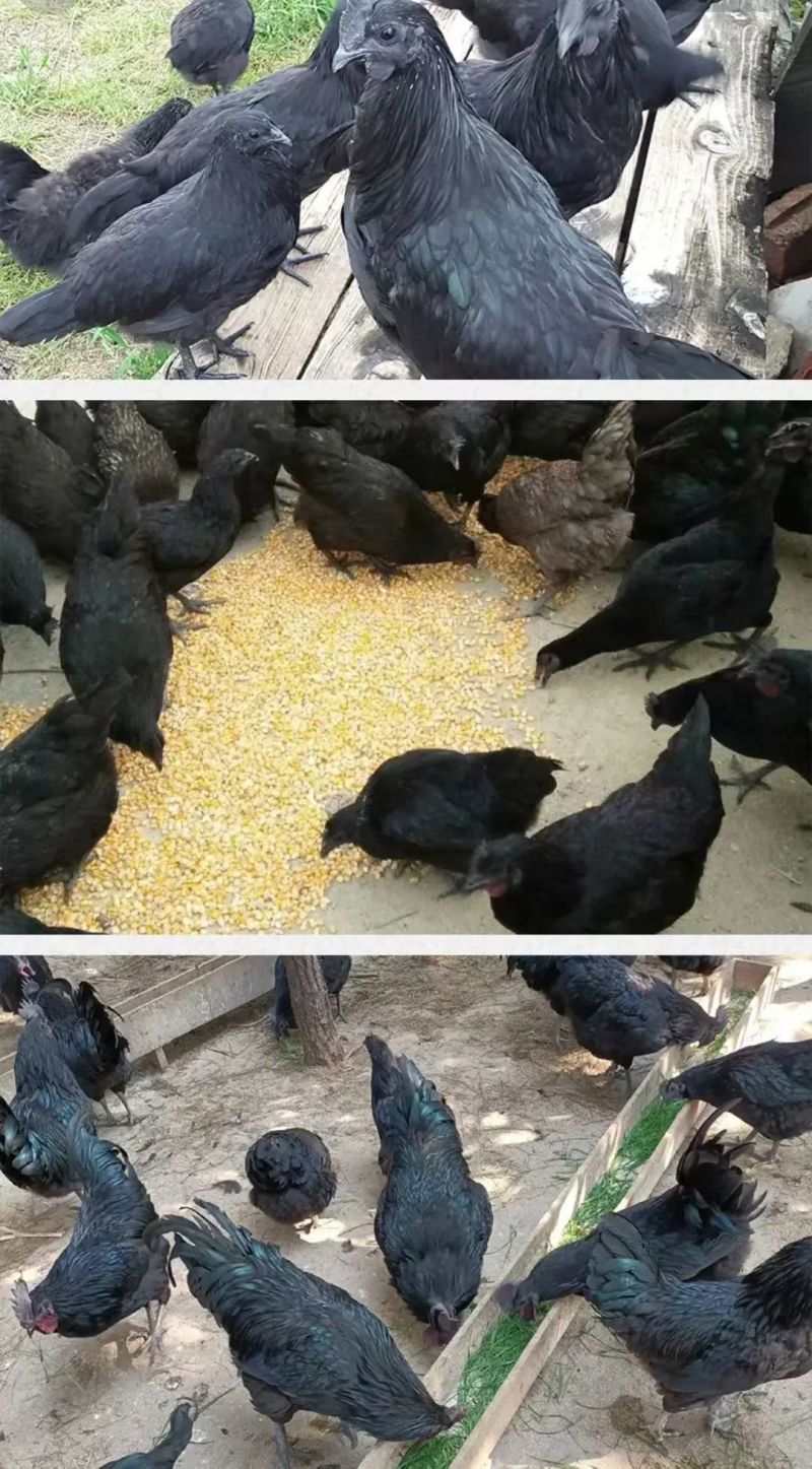 纯粮食喂养五黑鸡蛋