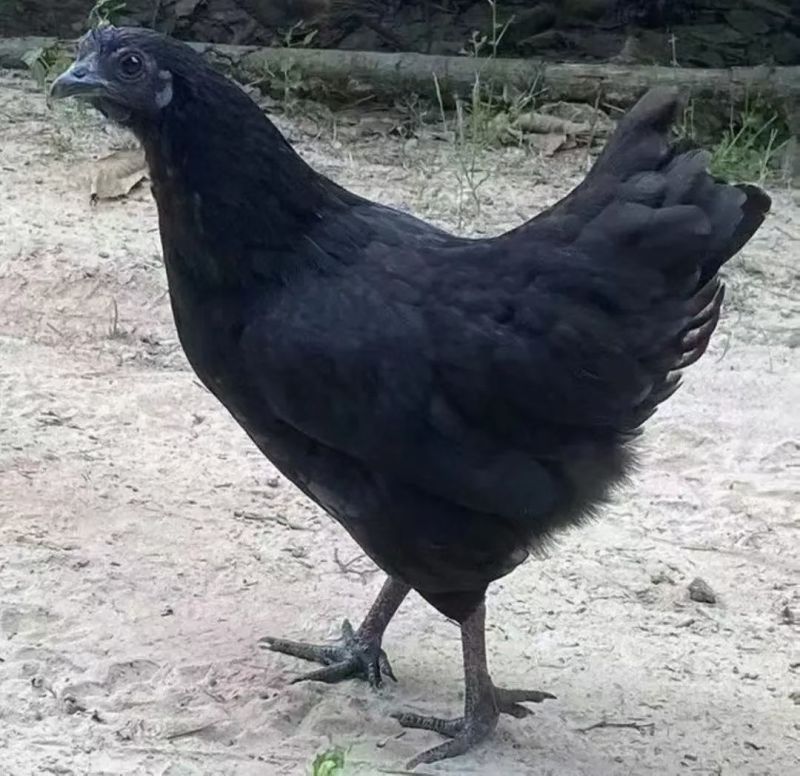 纯粮食喂养五黑鸡蛋