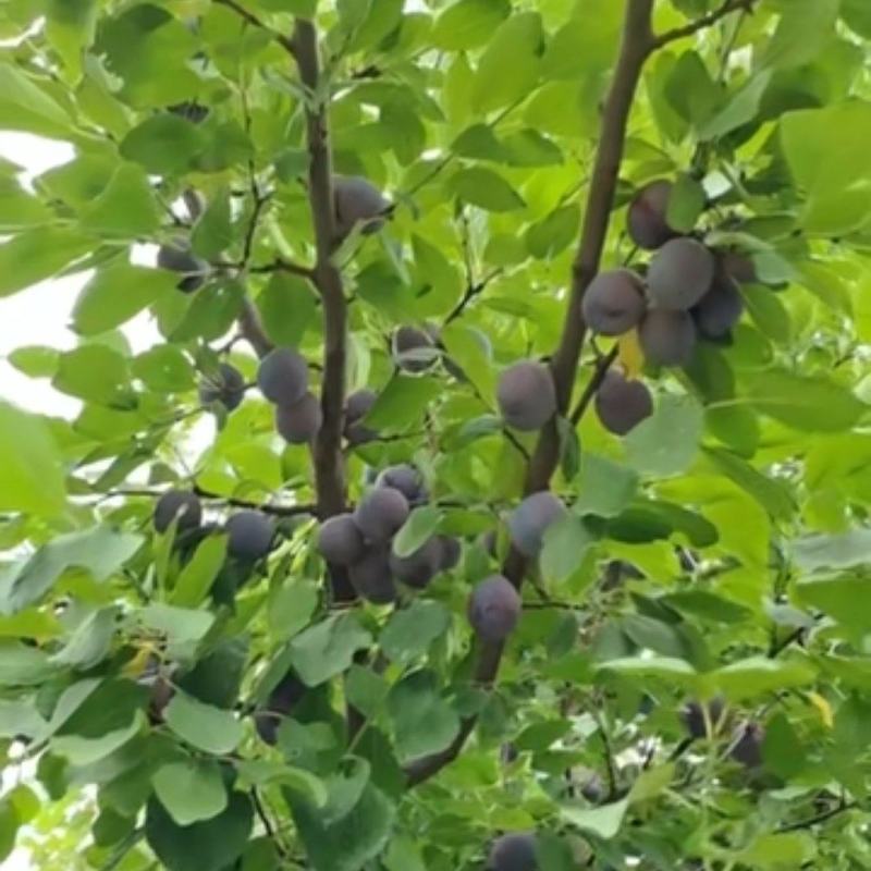 新疆法兰西西梅