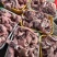7-8成熟熟圈肉20斤熟猪头肉，猪脸肉，带核桃肉7-8成