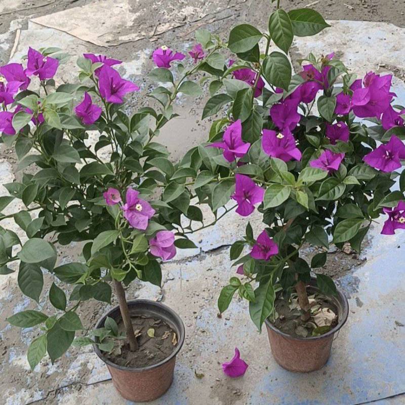 三角梅容器苗，高度40，50厘米，各种规格冠幅饱满，批发