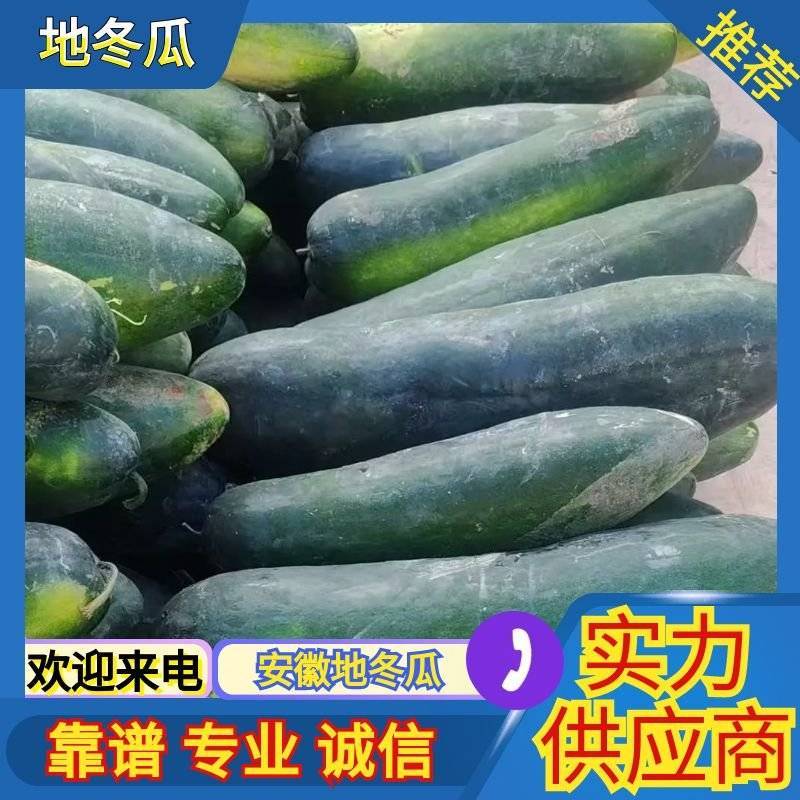 安徽地冬瓜大量供应！产地直销支持视频看货