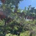甘肃天水高山花牛