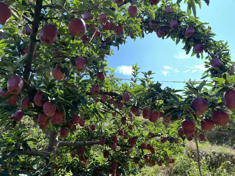 甘肃天水高山花牛