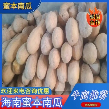 老南瓜,大量供应老南瓜,有需要的欢迎来洽谈