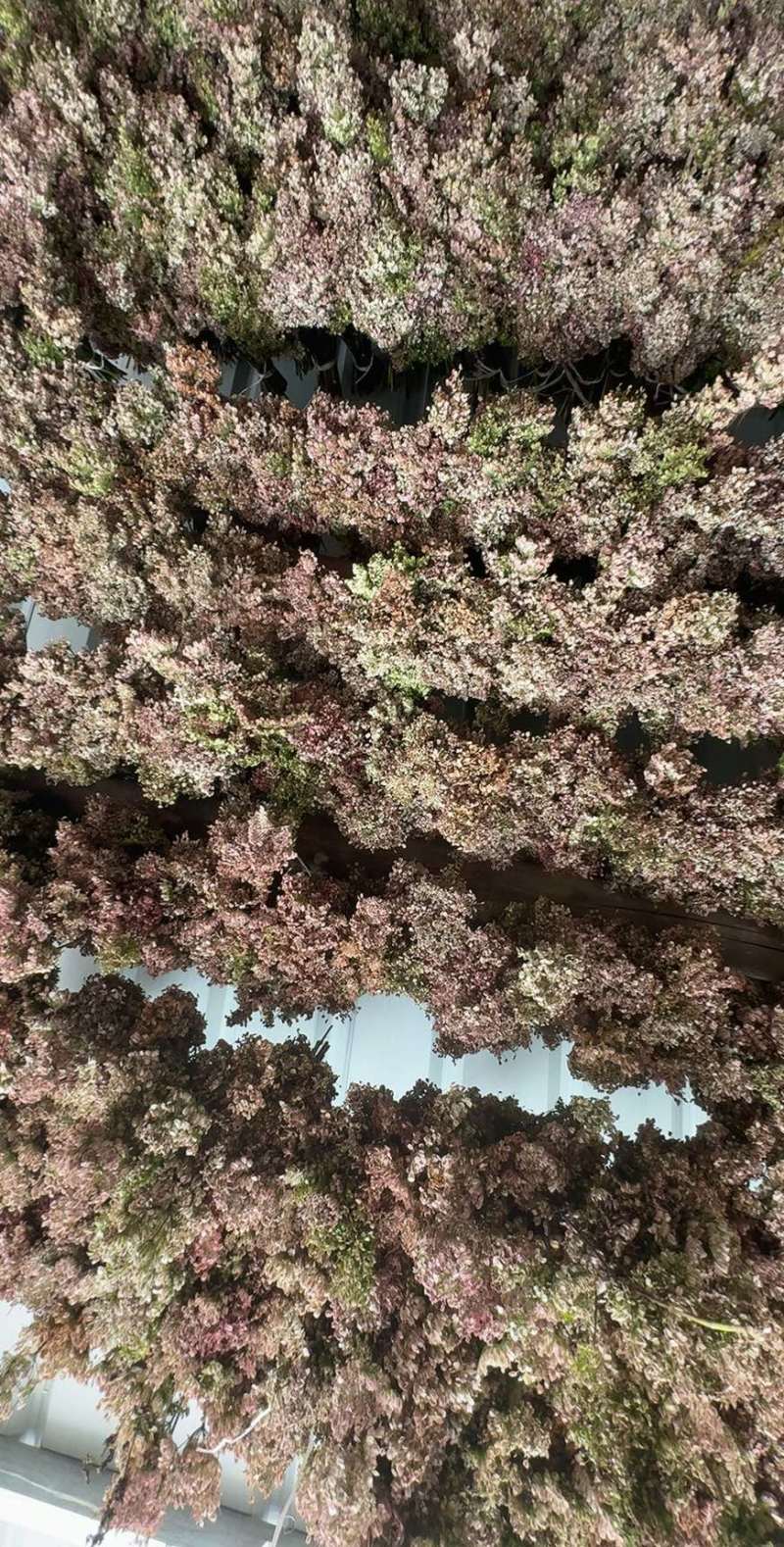新货，当归籽