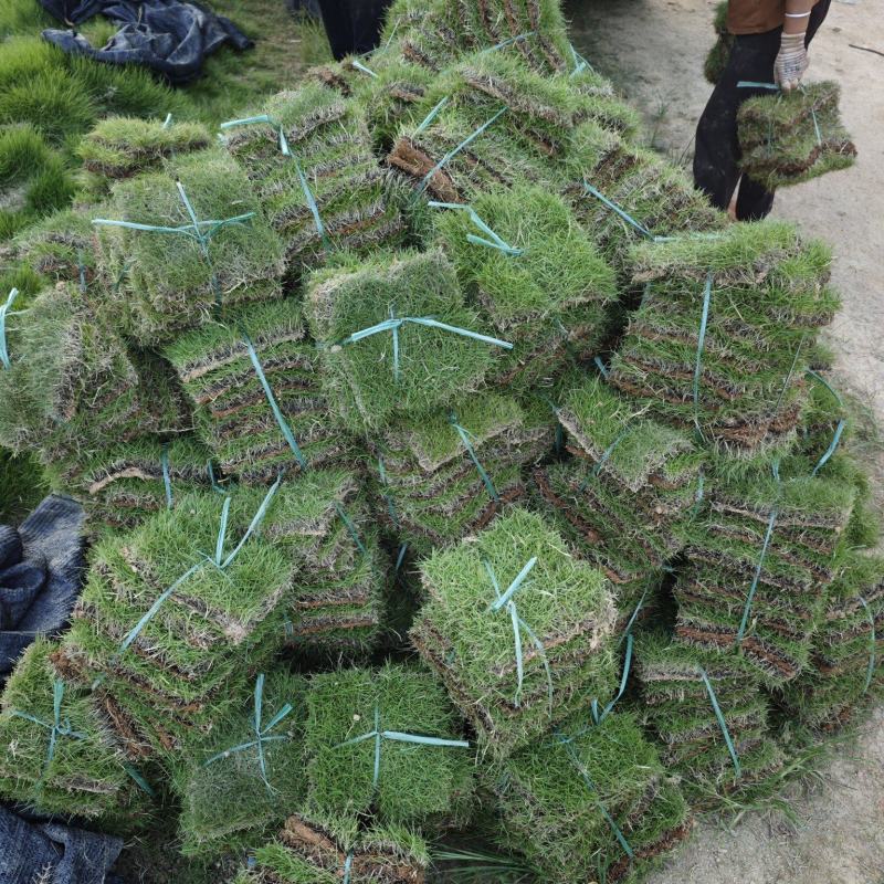 草皮马尼拉草皮福建漳州
