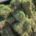 草皮马尼拉草皮福建漳州