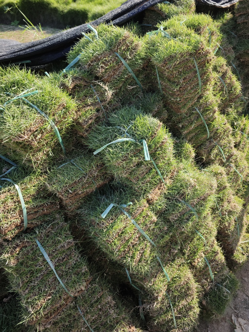 草皮马尼拉草皮福建漳州