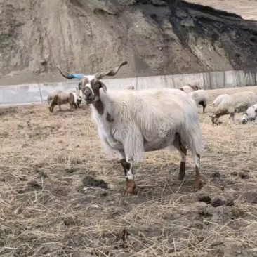 高原羊🐏
