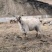 高原羊🐏