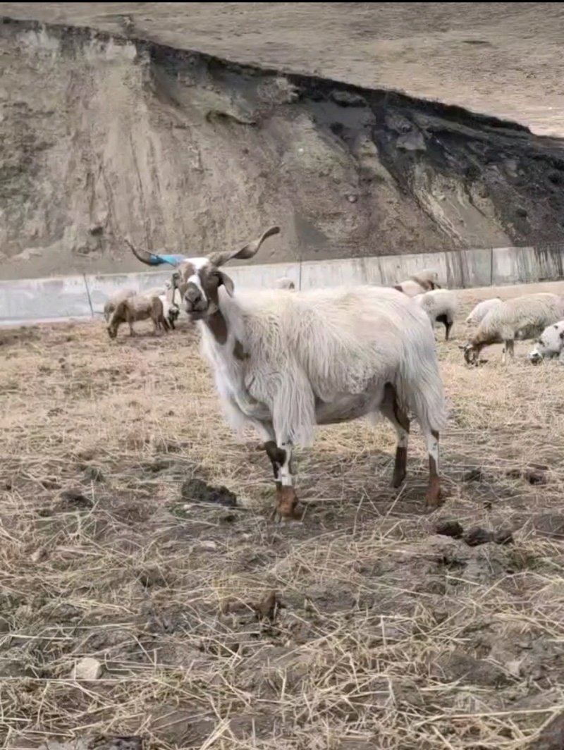 高原羊🐏